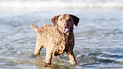 Curly Coated Retriever Breed Guide