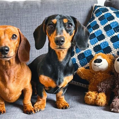 Dachshund Breed Guide