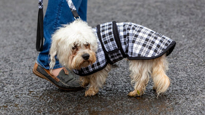 Dandie Dinmont Terrier Breed Guide