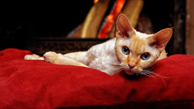 Devon Rex Breed Guide