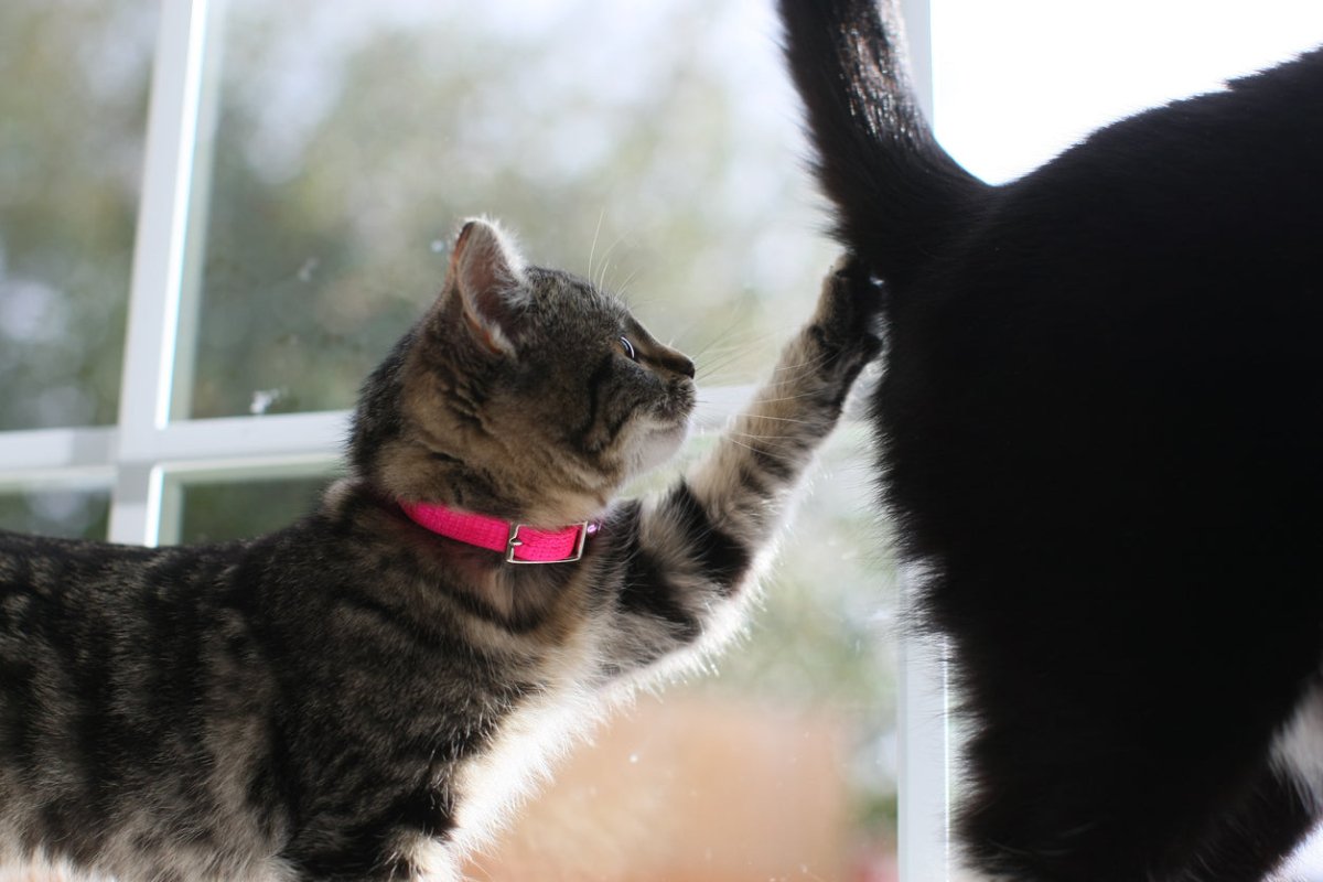Fcat Fcod Do Cats Fart? Figuring Out Feline Flatulence – Scrumbles: Natural Pet Food