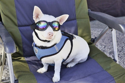 Do dogs need sunscreen?