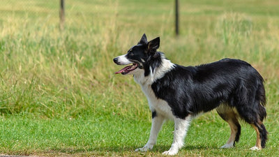 Border Collie Breed Guide