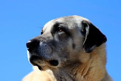 Turkish Kangal Dog