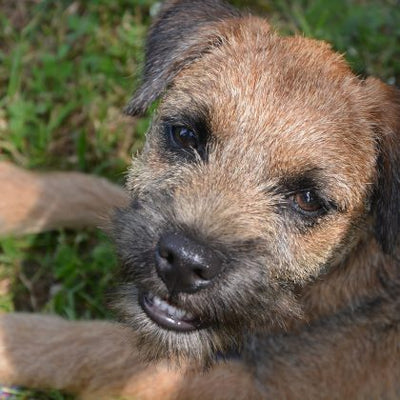 Border Terrier Breed Guide
