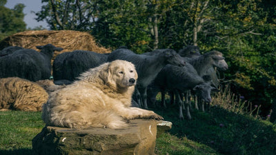 Maremma Sheepdog Breed Guide