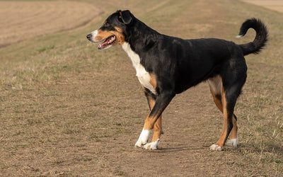 Entlebucher Mountain Dog Breed Guide