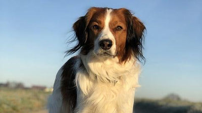 Kooikerhondje Breed Guide