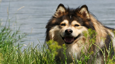 Finnish Lapphund Breed Guide