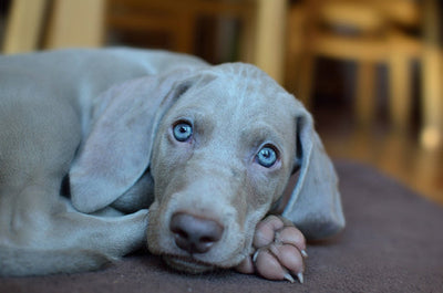 Weimaraner Breed Guide