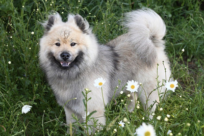 Eurasier Breed Guide