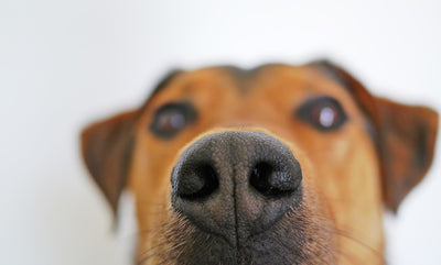 Why Do Dogs Sniff Butts? The Nosey World of Canine Greetings