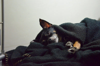 Dog Being Sick: Why and What to Do