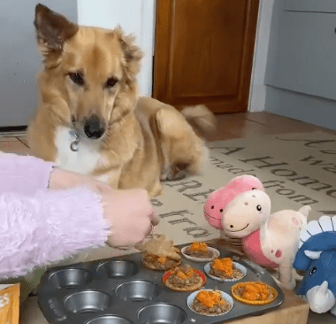 Dog-friendly British Pie Recipe
