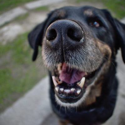 Bad Breath in Dogs, 7 Ways to  Tackle It