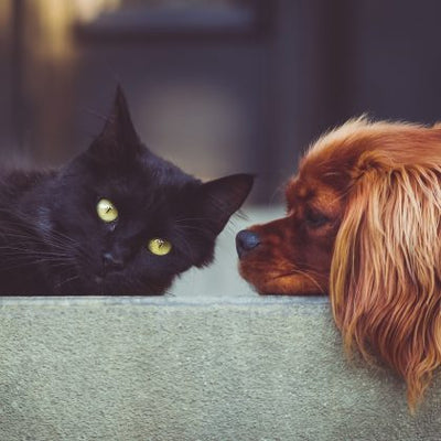 Can dogs eat cat food?