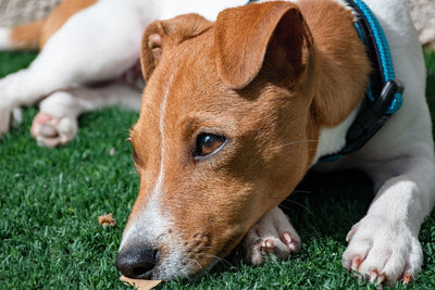 Dog not eating? Common causes and tips