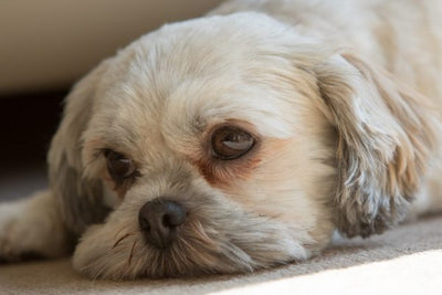 Dog tear stains – causes, myths and remedies