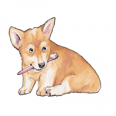 Dog teeth cleaning and why it matters