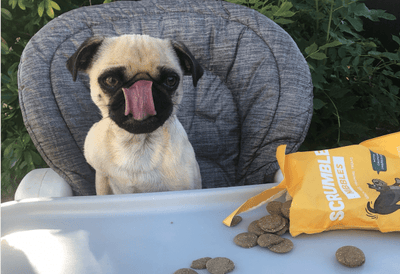 Dog Treats, Healthy or Harmful?