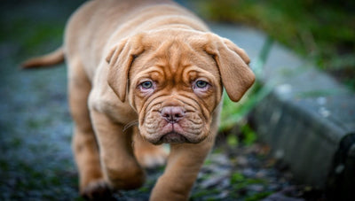 Dogue de Bordeaux Breed Guide