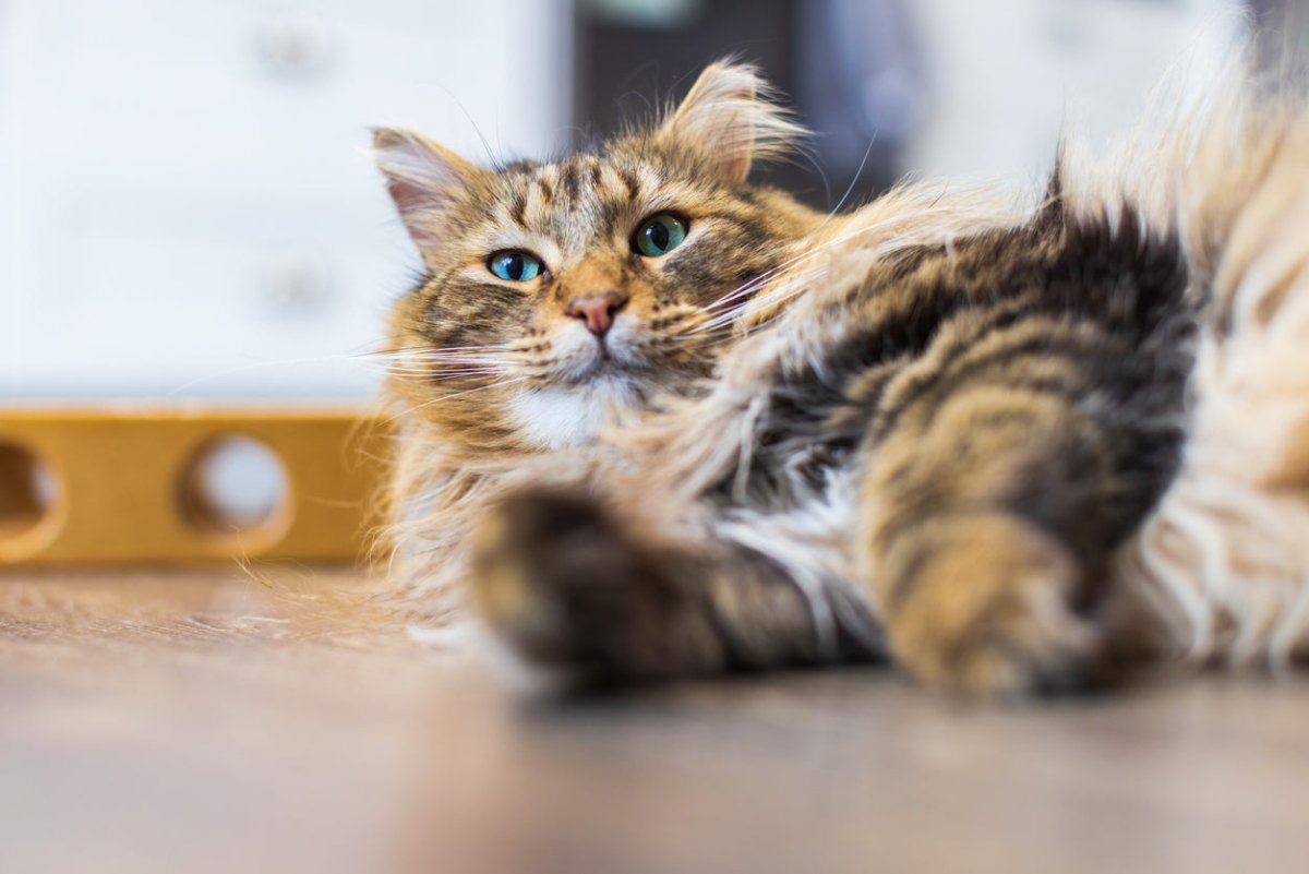 Cuddly Domestic Longhaired cat looking into the camera