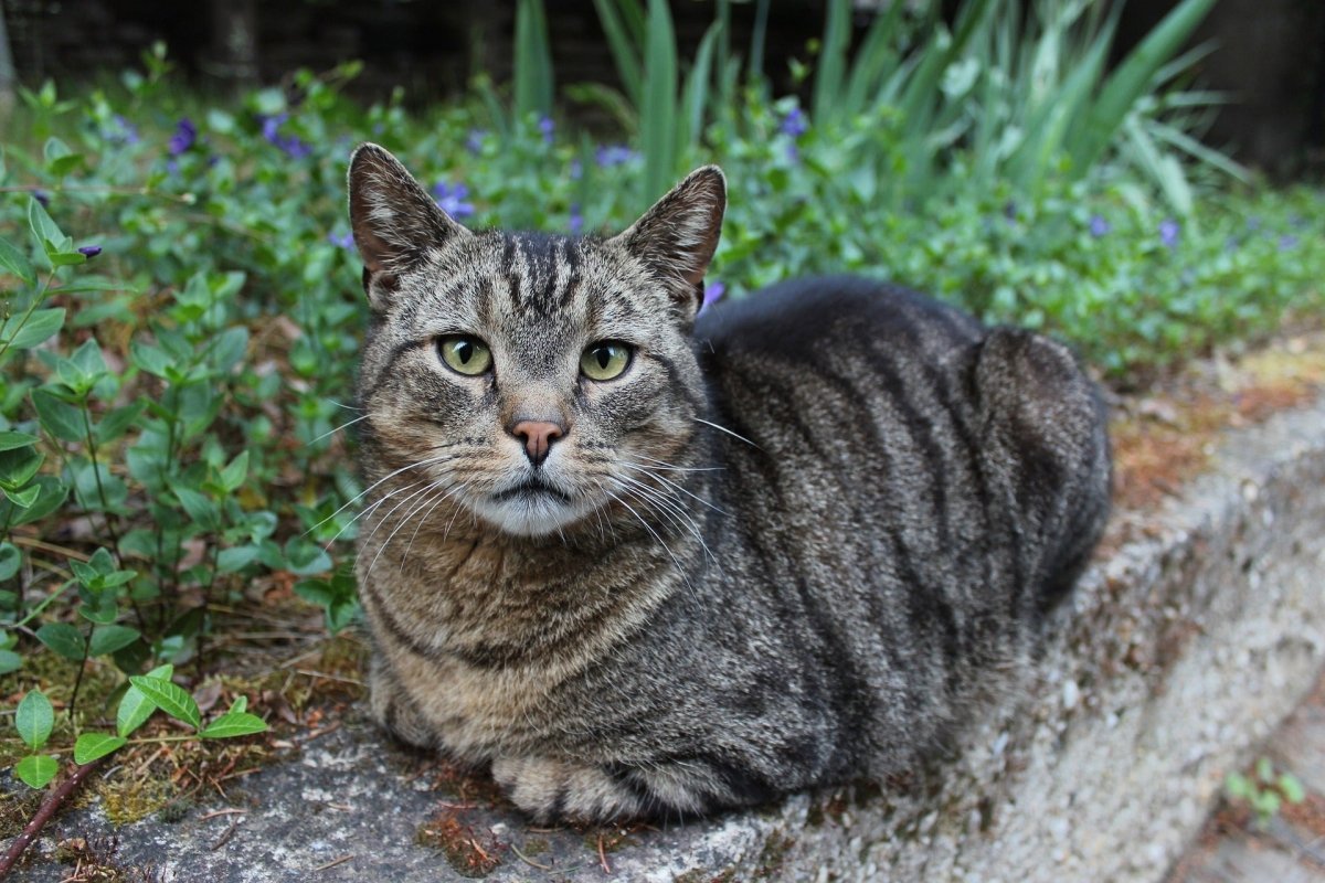 Domestic Shorthair cat blog