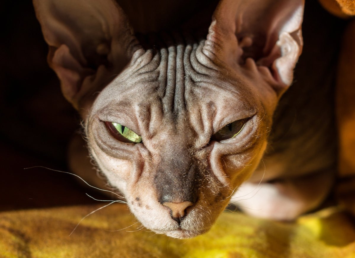 Donskoy Sphynx cat close up image