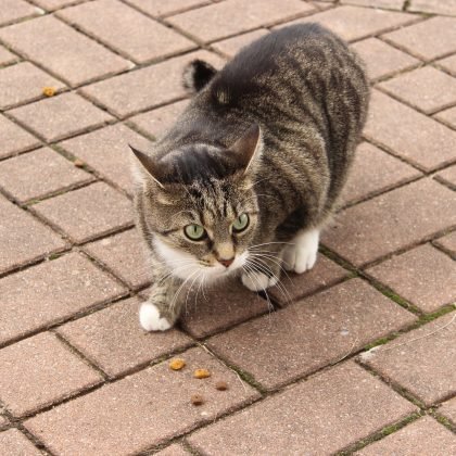 Dreamies Cat Treats: are they good or bad for my cat?..	Dreamies Cat Treats: are they good or bad for my cat?..