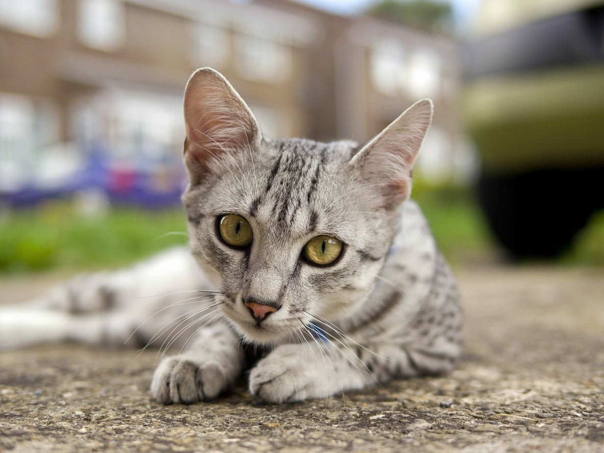 Egyptian Mau cat outside looking into the camera with yellow eyes