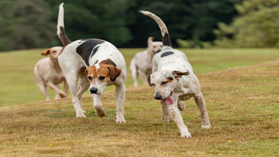 English Foxhound Breed Guide