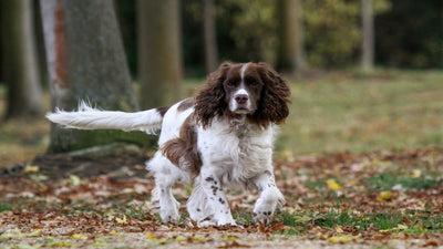 English Springer Spaniel Breed Guide