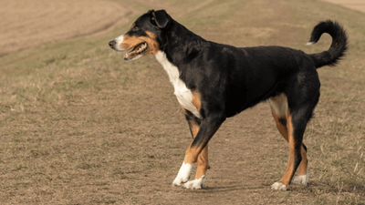 Entlebucher Mountain Dog Breed Guide