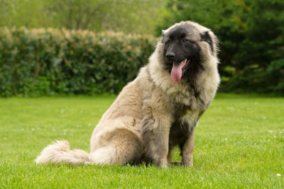 Estrela Mountain Dog Breed Guide