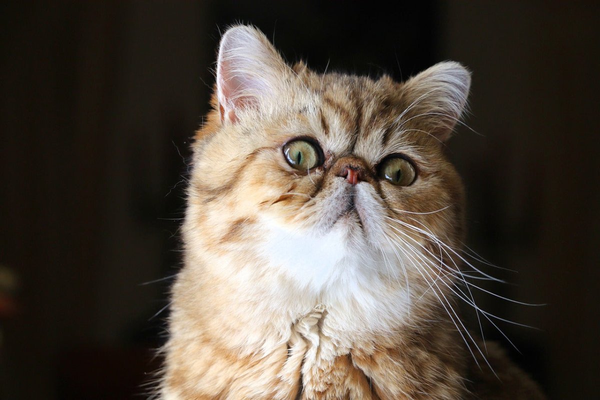Exotic Shorthair Cat