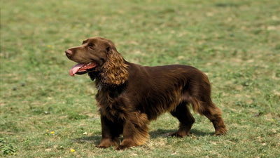 Field Spaniel Breed Guide