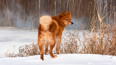 Finnish Spitz Breed Guide