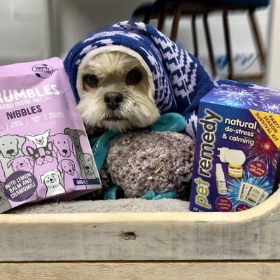 Fireworks and pets: 10 ways to help reduce their anxiety