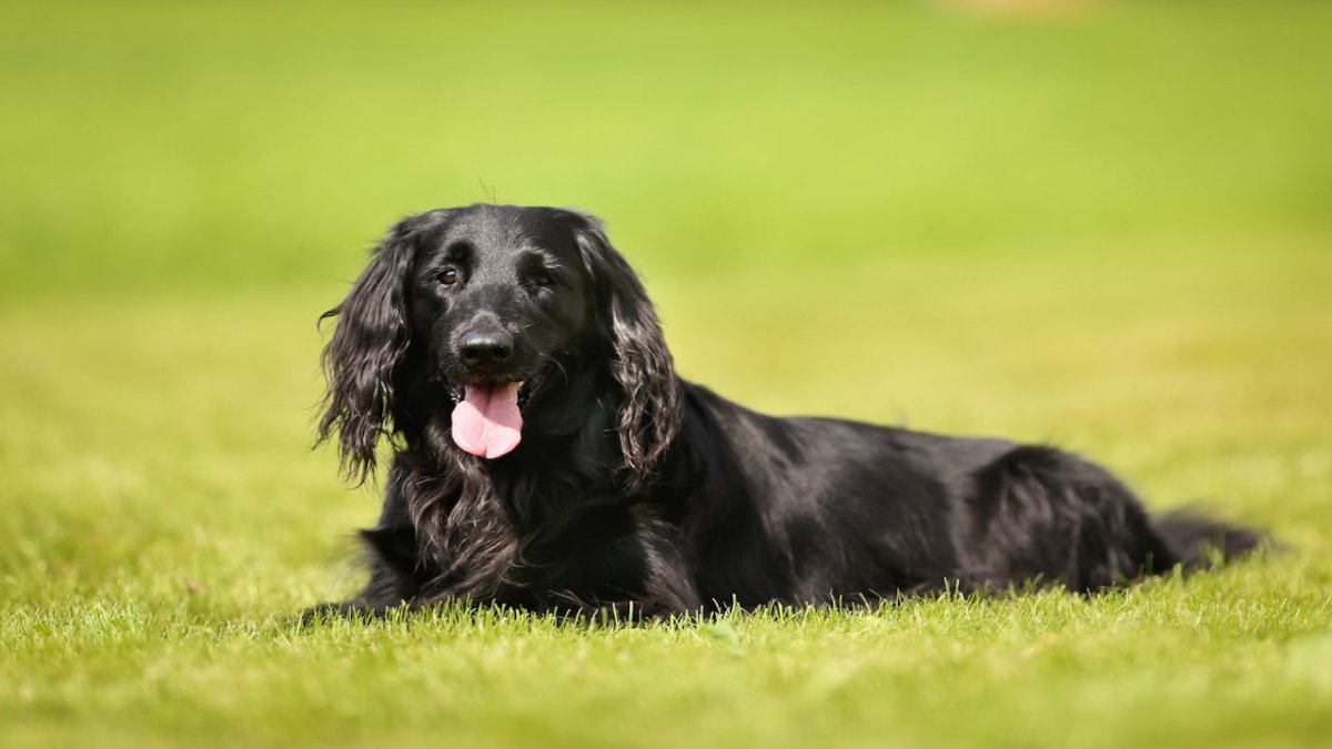 Flat Coated Retriever Breed Guide Scrumbles