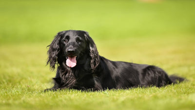 Flat Coated Retriever Breed Guide