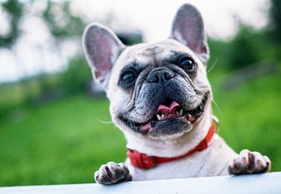 French Bulldog Breed Guide