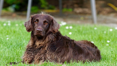 German Longhaired Pointer Breed Guide
