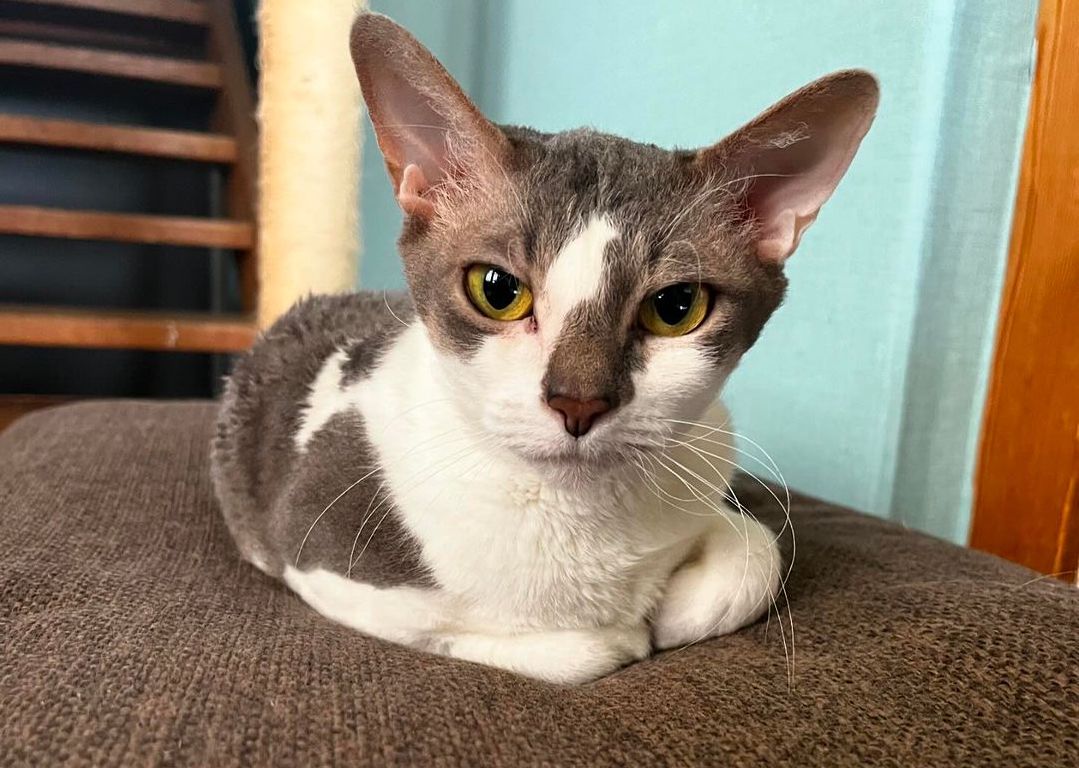 German Rex cat grey and white
