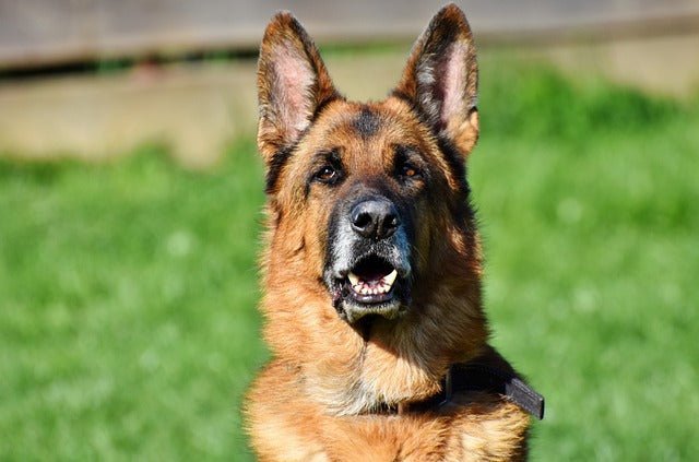 Breed Guide: German Shepherd