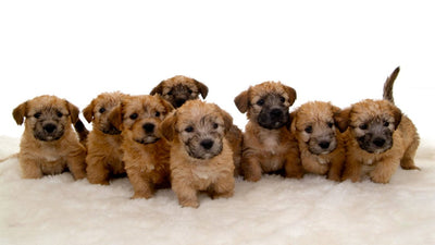Glen Imaal Terrier Breed Guide
