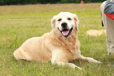 Golden Retriever Breed Guide