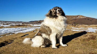 Great Pyrenees Breed Guide