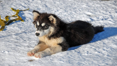 Greenland Dog Breed Guide