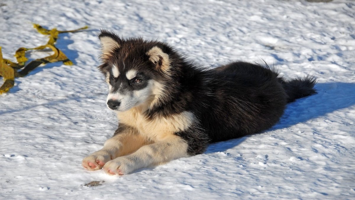 Greenland Dog