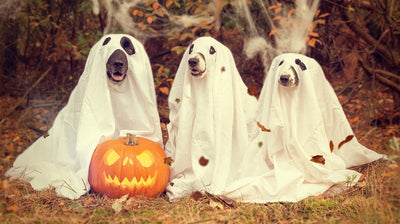 Can Dogs See Ghosts? Myth Busters